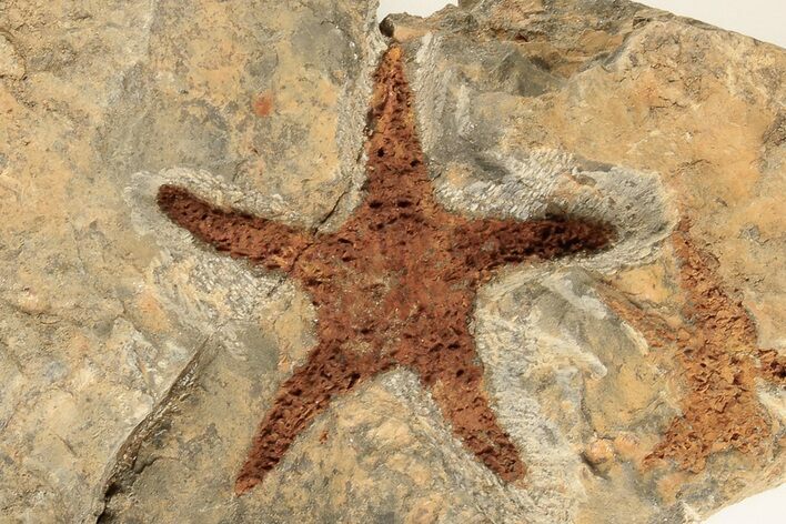 Ordovician Starfish (Petraster?) Fossil - Morocco #195872